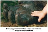 Człowiek - gatunek wyjątkowy?