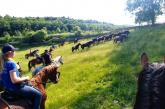 Wild Horses roundup
