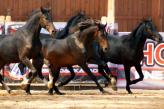 Considering the Horse 2017, Karpacz 18-20.08