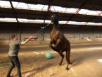 In 3 dagen het vertrouwen winnen van je paard?