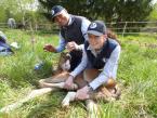 To do or not to do foals imprint training?