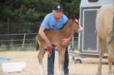 Phenomenon of imprinting