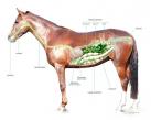 Horse digestive tract