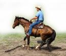 Stops-How to train your horse for engaged stops
