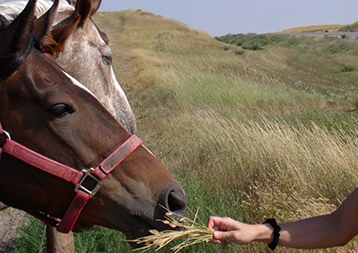 feeding horse